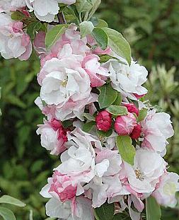 Яблоня декоративная Яркая Весна (7 литров)