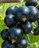 Саженцы Смородина Селеченская-2