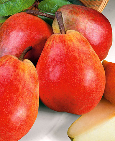 Саженцы Груша Челябинская зимняя