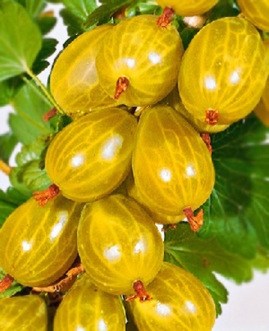 Саженцы Крыжовник Янтарный