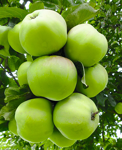 Саженцы Яблоня Антоновка