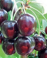Вишня Шоколадница