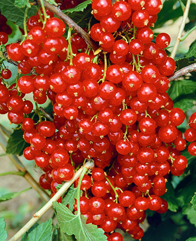 Саженцы Смородина Сахарная