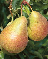 Груша Видная