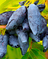 Саженцы Жимолость Сластёна