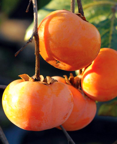 Саженцы Хурма Россиянка