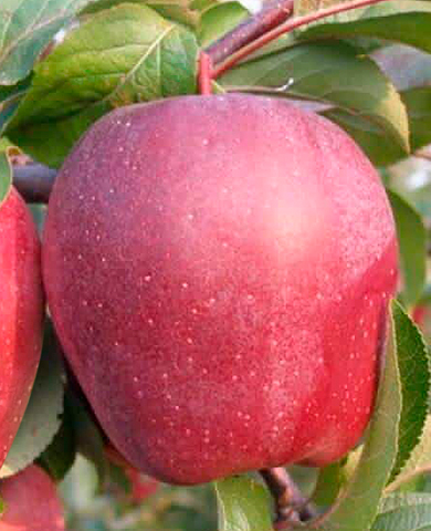 Саженцы Яблоня Моди