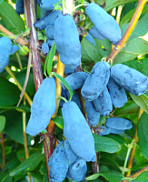 Жимолость Мамонтёнок