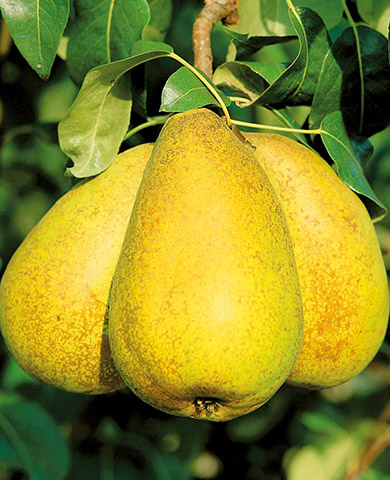 Саженцы Груша Апрелька