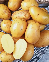 Семенной Картофель Королева Анна Семенной Картофель Королева Анна