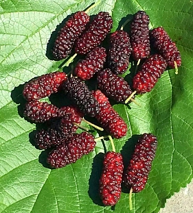 Саженцы Шелковица Иллинойс Эвербеаринг