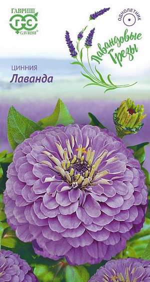 Семена Цинния Лаванда.
Неприхотливое однолетнее растение семейства Сложноцветные высотой до 90 см. 
Соцветия георгиновидные, лавандовые, красиво уложенные, сидят на прямых прочных стеблях.
Цветение обильное и продолжительное, с июня до заморозков. Каждый цветок держится на растении до 30-35 дней. 
Циннии светолюбивы, засухоустойчивы и теплолюбивы, боятся заморозков. 
Выращивают прямым посевом в грунт в мае или рассадным способом, высевая в апреле. 
Всходы появляются через 4-6 дней. В начале июня растения высаживают на расстоянии 25-30 см. 
Используется для озеленения. В срезке долго сохраняет декоративные качества и краски. 
Предварительно концы стеблей обжигают или обрезают в горячей воде. Подвядшему букету цинний можно вернуть свежесть, поместив его в горячую воду и предварительно обновив нижний косой срез.