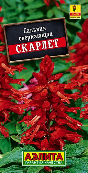 Семена Сальвия Скарлет.<br>
Обильноцветущее низкорослое растение. Кустики крепкие, компактные, хорошо облиственные, с множеством цветоносов. Цветки собраны в кистевидные соцветия 15-17 см длиной. Цветение раннее и продолжительное, с июня до первых заморозков. Растения тепло- и светолюбивые, хорошо переносят воздействие дождя и ветра. Отлично смотрятся в групповых посадках на клумбах, в бордюрах. Хорошо подходят для выращивания в садовых вазах и балконных ящиках. Агротехника. Посев семян на рассаду в марте-первых числах апреля. Всходы появляются на 8-10 день. Пикировка в фазе двух настоящих листьев. Высадка в открытый грунт закаленной рассады в конце мая-начале июня. Растениям необходимы своевременные поливы, прополки, рыхления и подкормки.