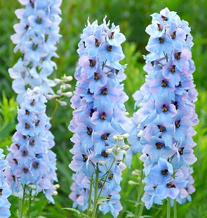 Дельфиниум Моргентау