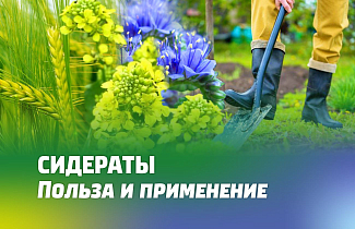 СИДЕРАТЫ. ПОЛЬЗА И КАК ПРИМЕНЯТЬ