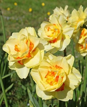 Нарцисс Таити