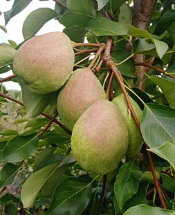 Саженцы Груша осенняя РОЗОВЫЙ БОЧОНОК