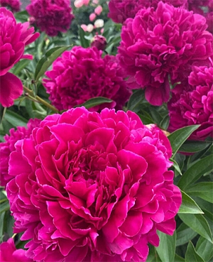 Пион Пол М.Уайлд