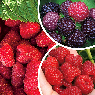 Саженцы Малина комплект №1 (Бристоль, Делнива,Шапка Мономаха)