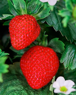 Саженцы Клубника (Земляника) садовая Летиция