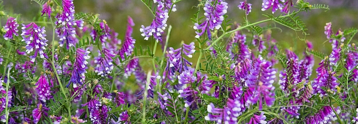 Какие сидераты посадить под зиму, чтобы оживить почву и получить рекордный урожай Какие сидераты посадить под зиму, чтобы оживить почву и получить рекордный урожай