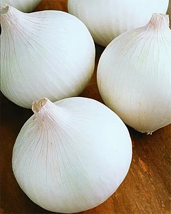 Лук-севок Сноуболл