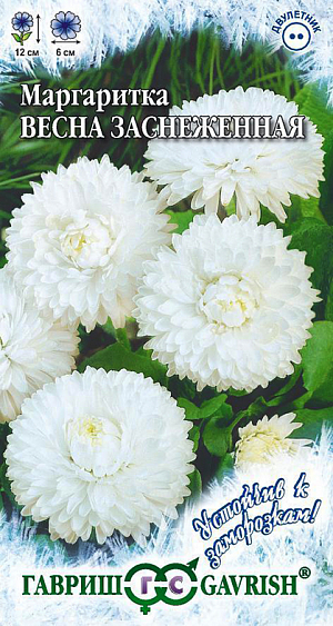 Семена Маргаритка Весна заснеженная.
Неприхотливое, очень зимостойкое растение из семейства Астровые высотой12 см. Розетка листьев компактная.
Соцветия необычно крупные, до 6 см, изящные, «лучистые», белой окраски. 
Цветет в апреле-июле, при хорошем уходе цветение продолжается до осени с перерывом в жаркий период сезона. 
Хорошо растет на любых почвах. Светолюбивое растение, но хорошо выдерживает легкое затенение. 
Семена высевают в конце июня-начале июля в открытый грунт, всходы появляются через 7-10 дней. 
Маргаритка прекрасно подходит для выращивания на клумбах, в рабатках и бордюрах, а также в горшках и балконных ящиках.
