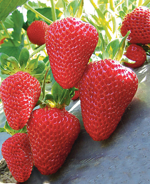 Саженцы Клубники (Земляники) Сан Андреас