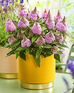 Буддлея Литл Рокстарс Пинк