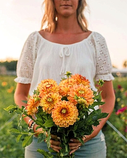 Георгин помпонный Санни бой