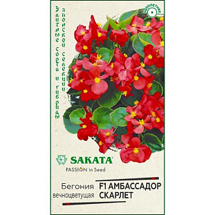 Семена Бегония Амбассадор Скарлет F1