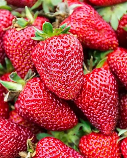 Саженцы Клубника (Земляника) садовая Брилла