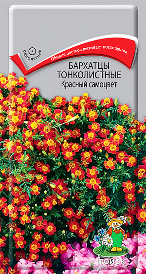Семена Бархатцы Красный самоцвет тонколистные.
Изящный шаровидный куст, очень ветвистый, с тонкими стеблями и темно-зелеными перисто-рассеченными листьями, высотой 25-30 см. 
Соцветия плоские, немахровые, диаметром 2 см, темно-красные. Растение светолюбивое, засухоустойчивое. 
Предпочитает плодородные и солнечные места (может расти при небольшом затенении). 
Используют для обрамления клумб, бордюров и украшения балконов. 
Агротехника. Размножают посевом семян в марте-апреле. Глубина заделки семян 0,5-1 см. 
При температуре почвы +18°C всходы появляются через 7-15 дней. 
Сеянцы содержат при умеренной температуре, пикируют в фазе 2-х настоящих листьев. 
Высаживают в открытый грунт в конце мая - начале июня (когда минует угроза поздневесенних заморозков). 
Расстояние между растениями при посадке 20-30 см.