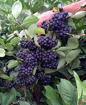 Саженцы Арония Мичурина