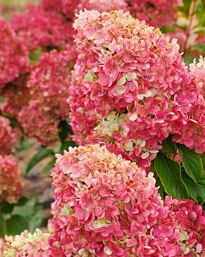 Гортензия метельчатая Краса Лесково