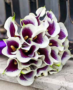 Калла белая с фиолетовым Калла белая с фиолетовым