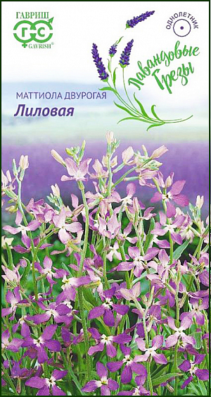 Семена Маттиола двурогая Лиловая.
Неприхотливое декоративное однолетнее растение из семейства Крестоцветные высотой до 40-50 см.
Цветет обильно с конца июня в течение месяца. Для продления цветения можно проводить повторные посевы с интервалом в две недели в течение всего лета.
Цветки мелкие, лиловой окраски, обладают сильным природным ароматом, особенно в вечерние и ночные часы. 
Светолюбива, но может расти в полутени. Холодостойка, засухоустойчива, нетребовательна к почвам. 
Выращивают прямым посевом в грунт в начале мая. Всходы появляются через 10-12 дней, их прореживают, оставляя между растениями 15 см. 
Используется для посадки вдоль дорожек, возле террас, беседок, а также в миксбордерах и мавританских газонах.