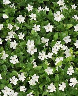 Барвинок малый Гертруда Джекил