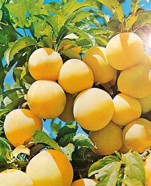 Саженцы Слива Белоснежка