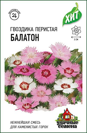 Семена Гвоздика перистая Балатон.<br>
 <br>
 &nbsp;Многолетние травянистые растения, 25-30 см. высотой, образуют плотную подушку, состоящую из большого числа укореняющихся вегетативных побегов. Листья сизые, продолговато-линейные. Цветки простые, до 3 см. в диаметре, одиночные, розовые, красные, пурпурные, белые. Лепестки бахромчатые, сильнорассеченные. Цветет с июня в течение 25-30 дней. Отличается великолепным ароматом. Зимует без укрытия. Легко выращивается из семян. Цветет на второй год после посева. Из гвоздик получаются эффектные бордюры, их включают в пестрые цветники, высаживают на альпийские горки. Гвоздики используют в качестве почвопокровных растений, они могут заменить газон, расти на подпорных стенках, между плитками дорожек, обрамлять ступени. Во время цветения гвоздики образуют яркие цветовые пятна.&nbsp;<br>