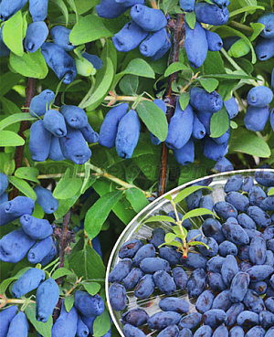 Саженцы Жимолость Бореалис