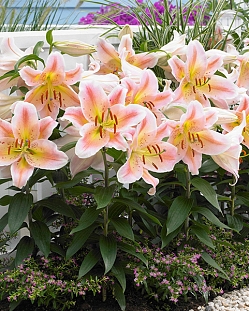 Лилия восточная Салмон Парти