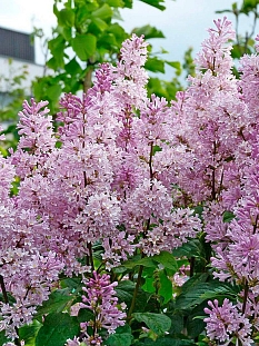 Сирень Прэстона Менуэт