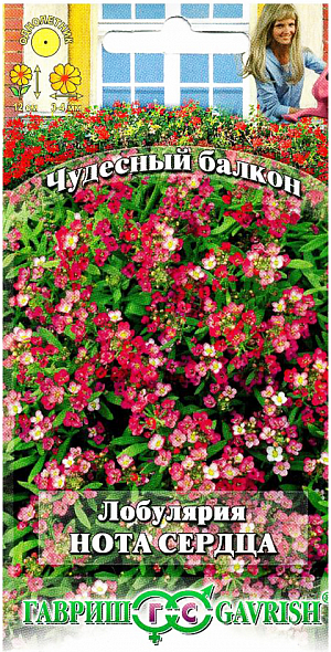 Семена Лобулярия Нота сердца.
В озеленении балконов миниатюрная лобулярия пользуется заслуженной популярностью. Ее высаживают между крупными растениями для придания цветочному «ансамблю» необходимого объема. Кустики низкие, всего 10-12 см высотой, густоветвящиеся, с мелкими ланцетными листьями. Цветки мелкие, 3-4 мм в диаметре, собраны в соцветия красно-розового цвета, сплошь покрывают кусты во время цветения. Цветет с конца июня до октября. Светолюбива, на питательных почвах «жирует» в ущерб цветению, при засухе цветение прекращается. Посев на рассаду проводят в марте. Высаживают в балконные ящики в мае через 10-15 см. Удивительно сочетается со многими цветущими растениями. Удаление отцветших цветков продлевает ее цветение.