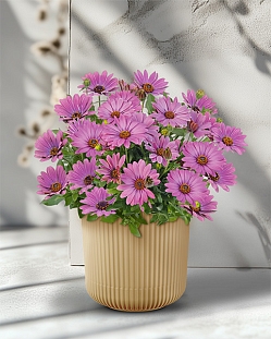 Остеоспермум Саммерсмайл Софт виолет