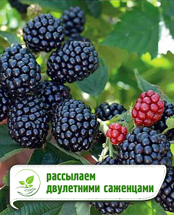 Ежевика Полар Ежевика Полар