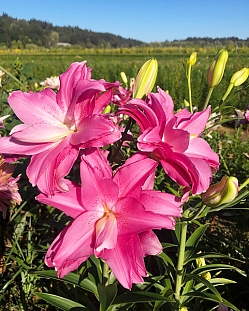 Лилия восточная махровая Лотус Джой