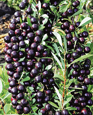 Саженцы Вишня бессея