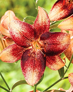 Лилия азиатская Танго Чоклат Ивент