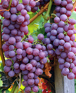 Саженцы Виноград Рилайнс